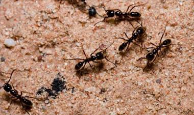 /vidasocial/la-orientacion-de-las-hormigas-para-no-perderse-de-su-nido/47674.html