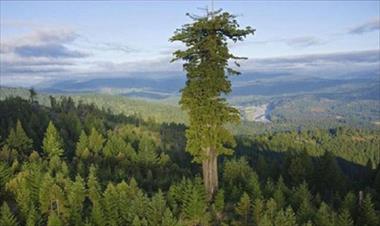 /vidasocial/el-arbol-mas-grande-del-planeta/43789.html