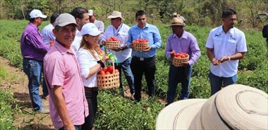 /vidasocial/el-idiap-presento-nuevas-variedades-de-tomate-mas-productivas-y-adaptadas-al-clima-de-panama/106720.html