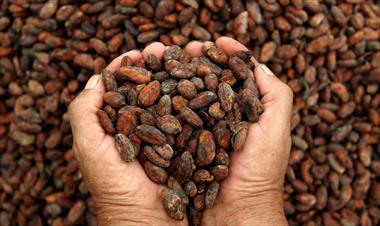 /vidasocial/poblacion-indigena-vive-mejor-gracias-al-consumo-de-cacao/57794.html