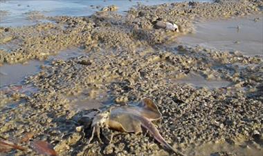 /vidasocial/se-investiga-muerte-de-especies-marinas-en-playa-bella-y-las-tablas/51054.html