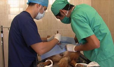 /vidasocial/realizaran-una-jornada-de-esterilizacion-de-perros-y-gatos-en-pedasi/66587.html