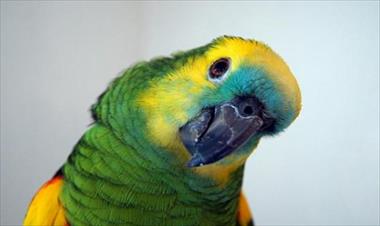 /vidasocial/-por-que-los-loros-hablan-/58496.html