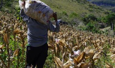 /vidasocial/productores-reclaman-incumplimiento-por-parte-de-molineros-en-la-compra-de-maiz/41859.html