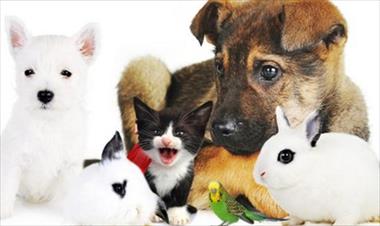 /vidasocial/beneficios-de-tener-una-mascota-en-casa/54321.html