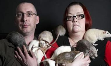 /vidasocial/insolito-una-pareja-tienen-28-ratas-de-mascotas/12138.html