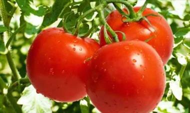 /vidasocial/-conoces-el-origen-del-tomate-/62892.html