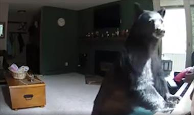 /vidasocial/oso-irrumpe-en-la-casa-para-tocar-el-piano-de-la-familia/53580.html