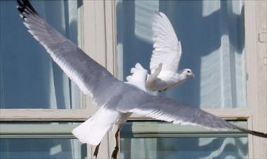 /vidasocial/-premonicion-la-paloma-blanca-del-papa-es-atacada-por-feroz-gaviota/18514.html
