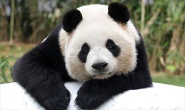 /vidasocial/-los-pandas-y-los-perros-se-parecen-/44022.html