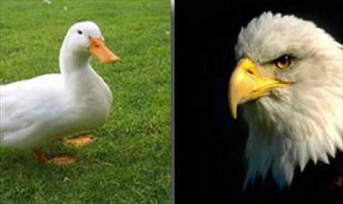 /vidasocial/-quieres-ser-pato-o-aguila-decide-/31083.html
