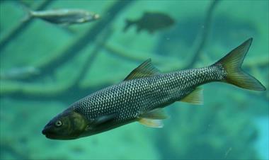 /vidasocial/consiguen-antidepresivos-en-el-cerebro-de-los-peces/62582.html