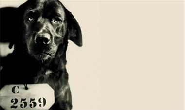 /vidasocial/pep-el-perro-condenado-a-cadena-perpetua/56656.html