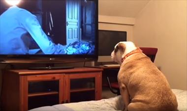 /vidasocial/la-reaccion-de-un-perro-al-ver-una-pelicula-de-terror/54305.html