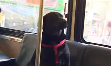 /vidasocial/el-perro-que-toma-el-autobus-solo-para-ir-al-parque/55155.html