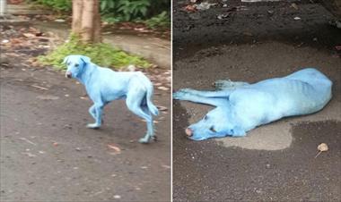 /vidasocial/el-agua-contaminada-de-este-rio-deja-a-los-perros-azules/60948.html