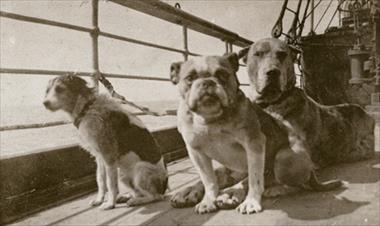 /vidasocial/a-100-anos-del-naufragio-del-titanic-destacan-datos-pocos-conocidos-como-los-perros-de-abordo/14138.html