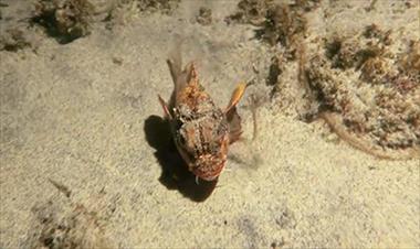 /vidasocial/descubre-como-camina-el-pez-piedra-en-el-fondo-del-mar/54012.html