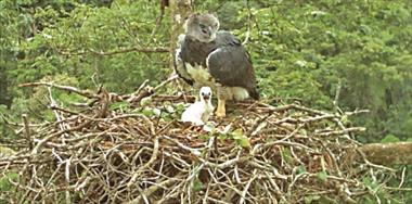 /vidasocial/cobre-panama-y-fondo-peregrino-siguen-contribuyendo-a-la-conservacion-del-ave-nacional-de-panama/104189.html