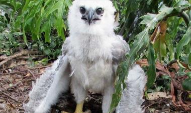 /vidasocial/el-pichon-de-aguila-harpia-otto-abandonara-el-nido-cuando-cumpla-2-anos/60673.html