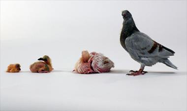 /vidasocial/esta-es-la-razon-por-la-que-probablemente-no-has-visto-pichones-de-palomas/49323.html