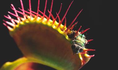 /vidasocial/asi-es-como-distingue-la-planta-carnivora-entre-un-insecto-y-una-gota-de-agua/61460.html