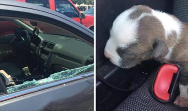 /vidasocial/policia-salvo-a-cachorro-de-morir-asfixiado-en-un-vehiculo/53589.html