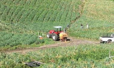 /vidasocial/productores-de-cebolla-de-tierras-altas-pierden-unos-400-mil-dolares/42982.html