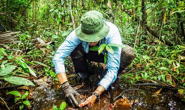 /vidasocial/un-estudio-concluye-que-pagar-a-los-propietarios-de-arboles-es-la-mejor-forma-de-acabar-con-el-cambio-climatico/58065.html