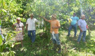 /vidasocial/proyecto-germoplasma-busca-conservar-las-frutas-en-el-campo-panameno/76714.html