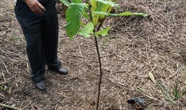 /vidasocial/el-gran-dia-nacional-de-la-reforestacion-se-acerca/77647.html