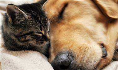 /vidasocial/estos-son-los-consejos-que-debes-seguir-si-quieres-que-tu-perro-y-tu-gato-se-lleven-bien/70154.html