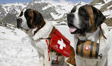 /vidasocial/-los-perros-san-bernardo-llevan-realmente-un-barril-/47481.html