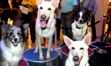 /vidasocial/gratis-entradas-para-el-show-dogs-los-perritos-increibles-/21735.html