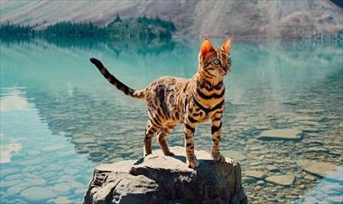 /vidasocial/conoce-a-suki-el-gato-que-viaja-por-el-mundo/63604.html