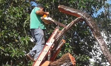 /vidasocial/inicia-tala-controlada-de-arboles-afectados-por-plantas-parasitas/42238.html