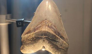 /vidasocial/restos-de-gigante-tiburon-prehistorico-se-exhiben-en-panama/80824.html