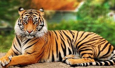 /vidasocial/lo-que-esconden-los-tigres-debajo-de-su-pelaje/53666.html