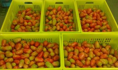 /vidasocial/ima-y-productores-de-tomate-habian-firmado-un-acuerdo/43638.html