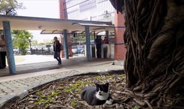 /vidasocial/la-universidad-de-panama-con-mas-de-300-gatos/35529.html