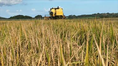 /vidasocial/varela-hermanos-apuesta-al-desarrollo-del-agro-y-realiza-su-primera-cosecha-de-arroz/92044.html