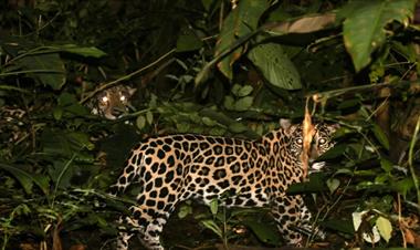 /vidasocial/panama-celebra-el-dia-internacional-del-jaguar-con-los-resultados-del-primer-censo-jaguar/105140.html