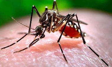 /vidasocial/descubren-que-el-zika-devora-tumores-cerebrales/63005.html