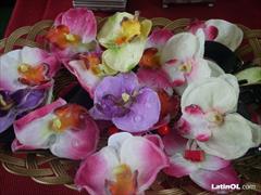 Foto 113