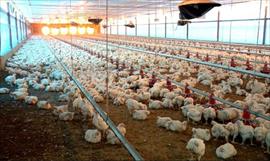 Comercializacin de pollos alterados es denunciado por la ANAVIP
