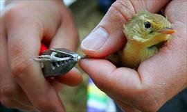 Asociacin ADOPTA Bosque se une a la Fiesta de las Aves Viajeras