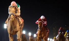 14 ejemplares estarn presentes en  la carrera central del Hipdromo de Meydan