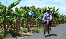 Del Monte iniciar en el 2018 la siembra de banano en Chiriqu