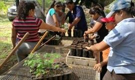 Investigan los daos que causan las larvas en las mazorcas