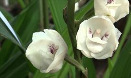 Ms de 5000 plantas de Flor del Espritu Santo se encuentran en floracin